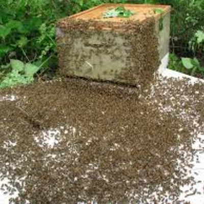 Bee Removal Services in Miami, FL